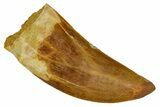 Serrated, Carcharodontosaurus Tooth - Real Dinosaur Tooth #372279-1